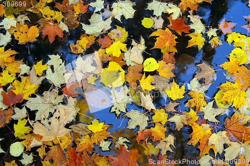 Image of Golden maple leaves on water