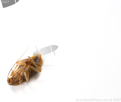 Image of Cockroach 3