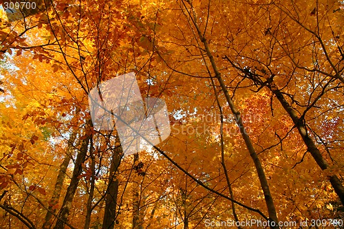 Image of Golden October forest