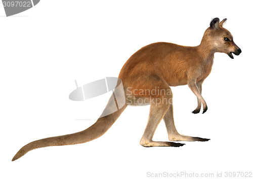 Image of Red Kangaroo