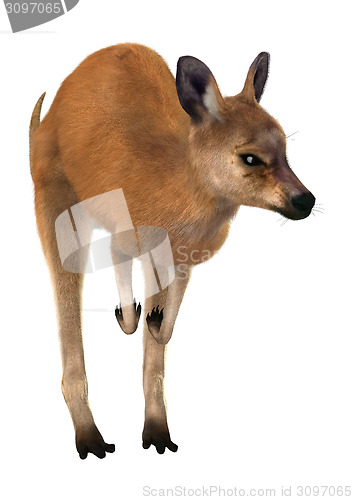 Image of Red Kangaroo