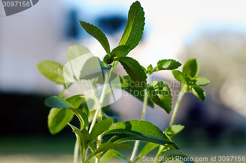 Image of close up of stevia plant in sunshine