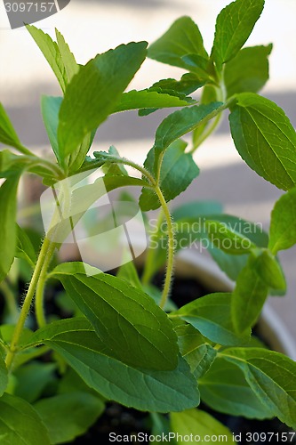 Image of close up of stevia plant