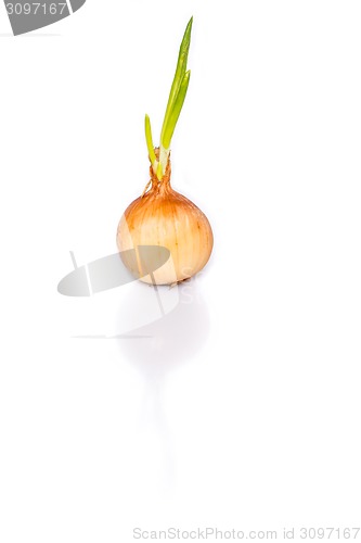 Image of Sprouting onion 