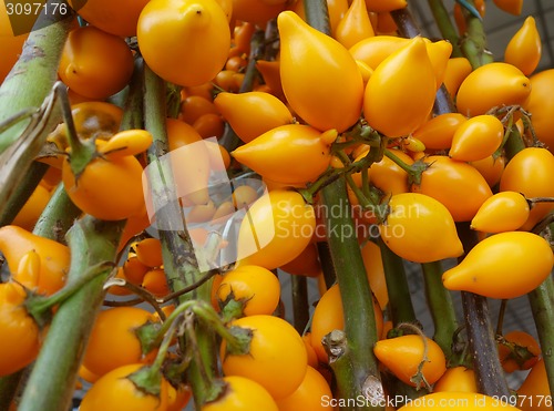 Image of Solanum mammosum growing in the garden