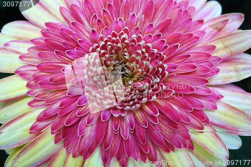 Image of Purple daisy flower blossom