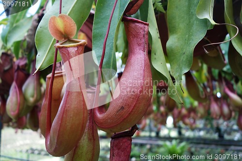 Image of Tropical pitcher plant