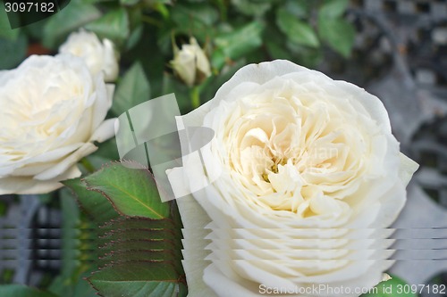 Image of Close up of white rose  