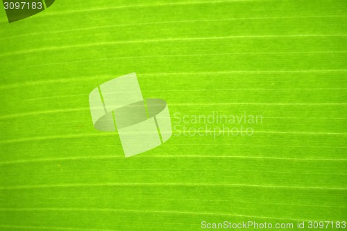 Image of Fresh green leaf.