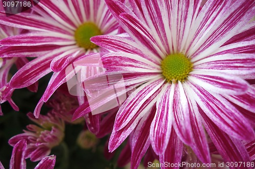 Image of Purple daisy flower blossom