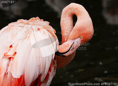 Image of Flamingo