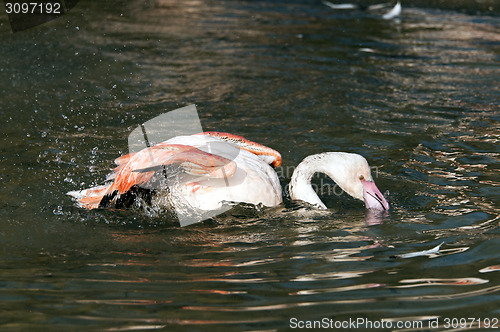 Image of Flamingo