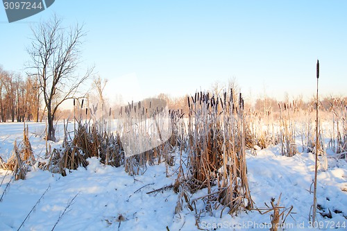 Image of Cattail frosen in snow forest against the blue sky background