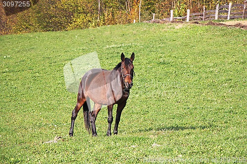 Image of Brown horse