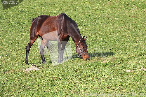 Image of Horse on a meadow