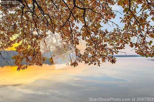 Image of Branches with autumn leaves over the river