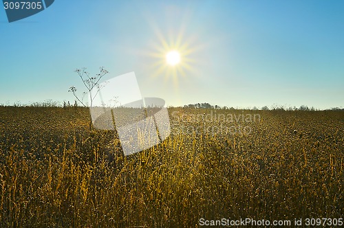 Image of Sunrise over a field