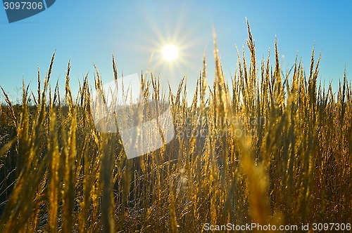 Image of The sun's rays over a field of wheat ears