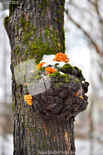 Image of Mushrooms on a tree in winter