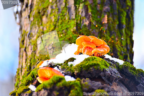 Image of Mushrooms growing on a tree in winter