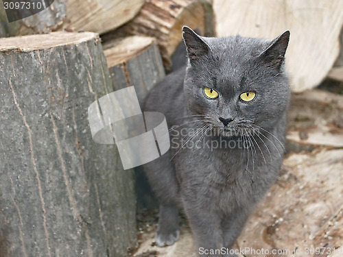 Image of Gray cat near the wooden logs