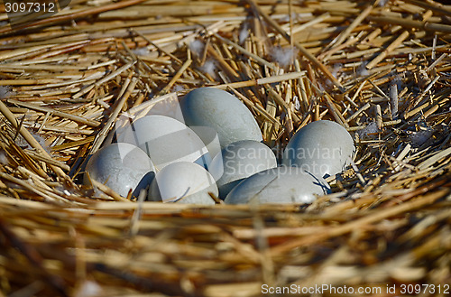 Image of seven swan eggs in the nest