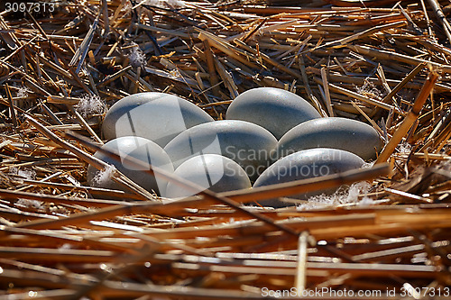 Image of seven swan eggs in the nest