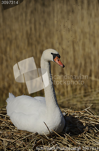 Image of white swan sitting on a nest 