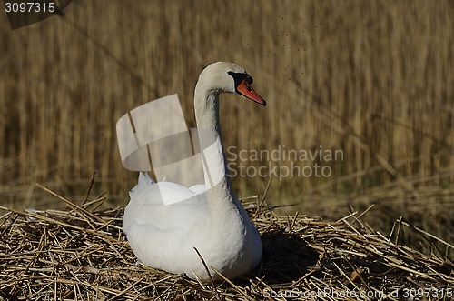 Image of white swan sitting on a nest