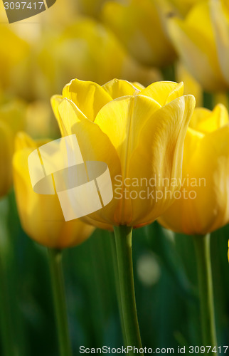 Image of Yellow tulips