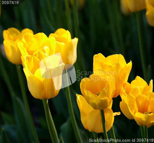 Image of Yellow tulips