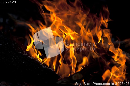 Image of Campfire in forest at evening