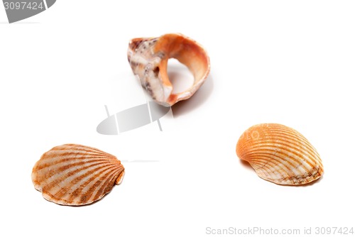 Image of Seashells and broken rapana isolated on white background