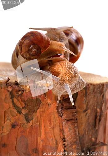 Image of Three snails on pine-tree stump