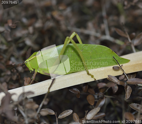Image of Leaf Bug
