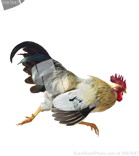 Image of Rooster Running