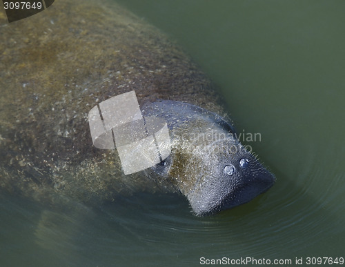 Image of Swimming Manatee