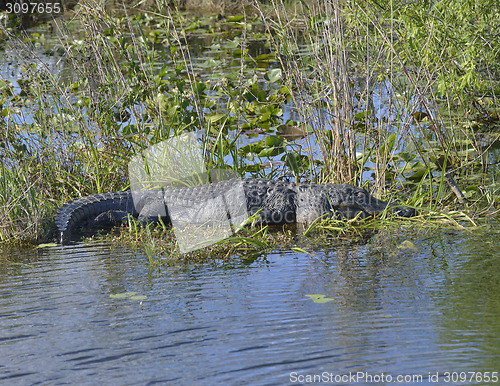 Image of  American Alligator