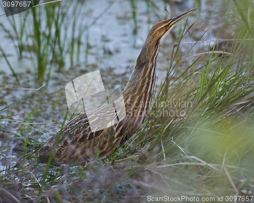 Image of American Bittern