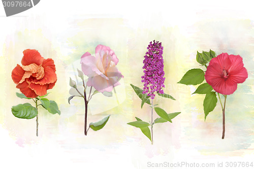 Image of Flower Background