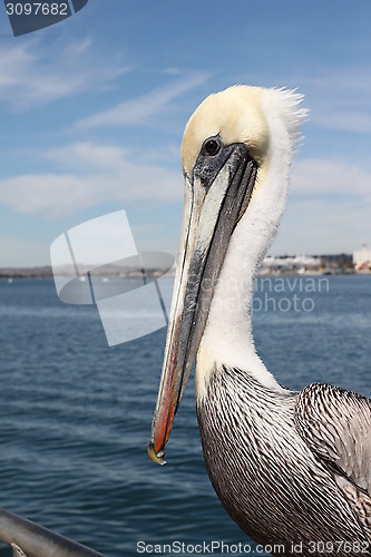 Image of Pelican