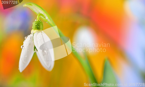 Image of Spring Snowdrop flower