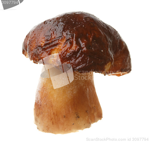 Image of Edible mushroom Boletus edulis