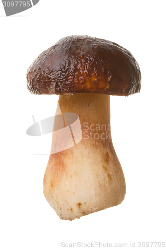 Image of Edible mushroom Boletus edulis