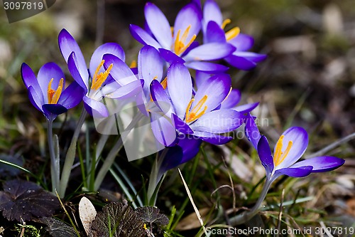 Image of blue crocus