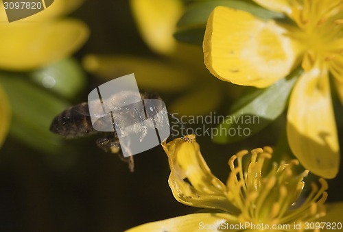 Image of flying honeybee