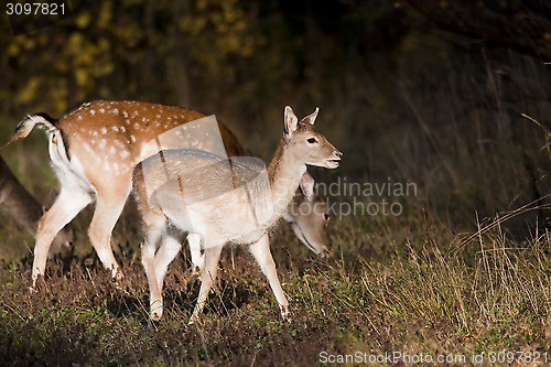 Image of fallow deer