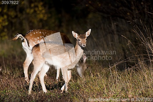 Image of fallow deer