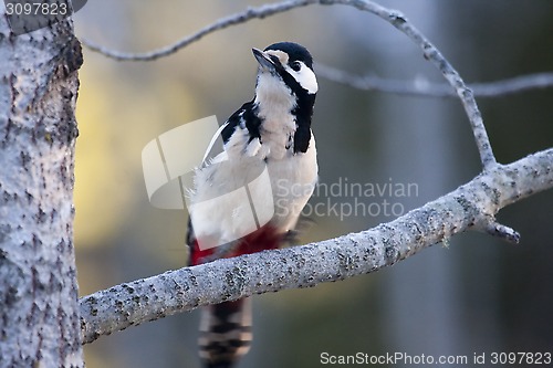 Image of greater spotted woodpecker