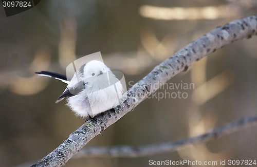 Image of long tailed tit